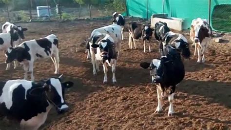 Dairy Cattle Housing System Fully Explained All About Cows