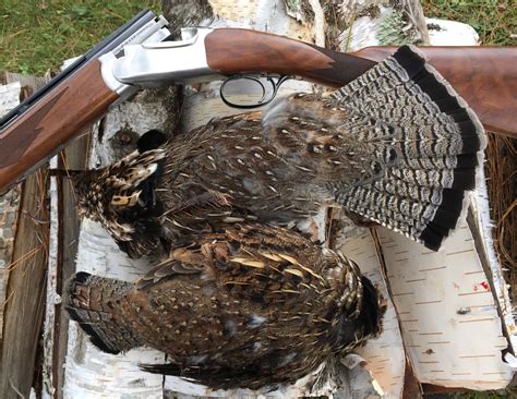 Grouse Reports Upland Game Hunting Pheasants Quail Grouse