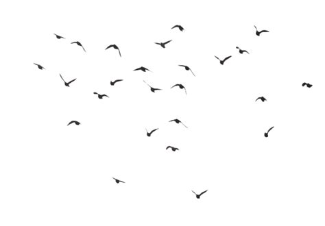 Flying Flock Of Birds Transparent Png All