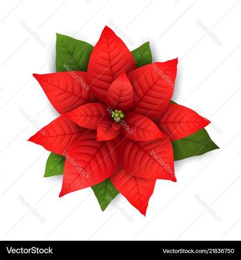 Poinsettia Isolated Christmas Flower Royalty Free Vector