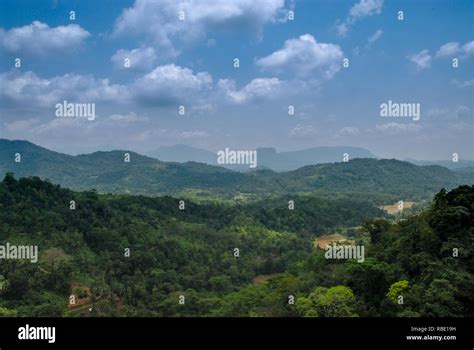 Forest In Sri Lanka Stock Photo Alamy
