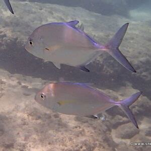 Snorkeling in Napili Bay, Maui | Snorkeling in Hawaii