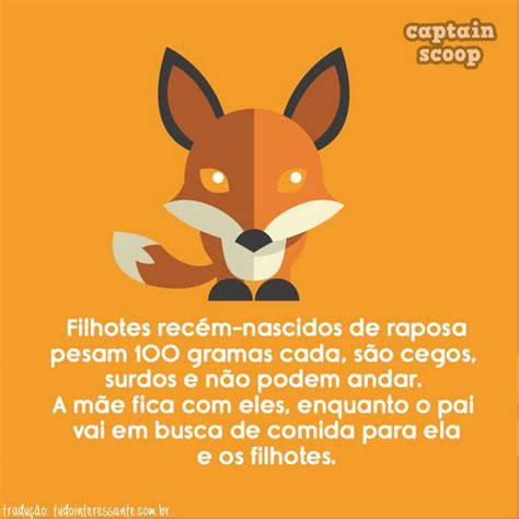 Coisas Curiosas Que Voc N O Sabia Sobre Os Animais