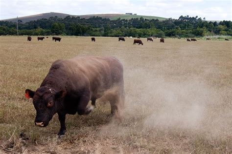 Why Your Cattle Are Aggressive Jaguza Farm Support