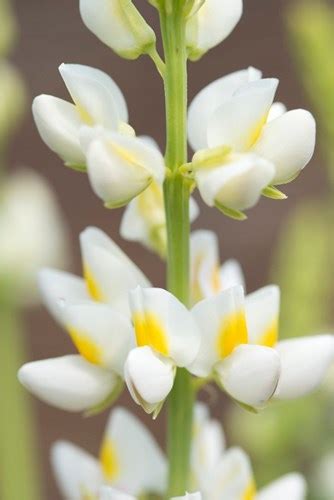 Lupinus Mutabilis Var Cruckshankii Javelin White Takii Europe B V