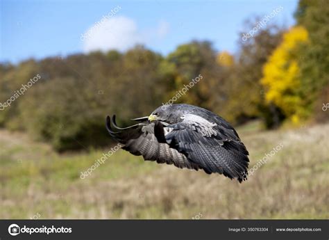 Black Chested Buzzard Eagle Geranoaetus Melanoleucus Adult Flight