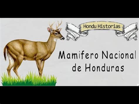 Mam Fero Nacional De Honduras Youtube