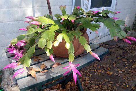 Tips For Growing Christmas Cactus Outdoors Gardener’s Path