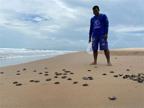 Mais de 70 tartarugas de pente nascem em praia de Luís Correia Piauí G1