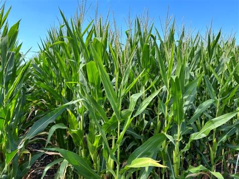 NCGA Representative Hopeful For Resolution To Mexico S GM Corn Ban