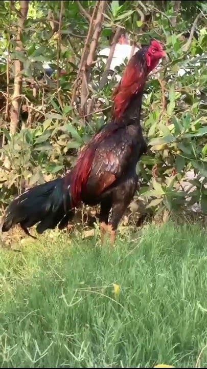 Beautiful Aseel Rooster Mashaallah Mianwali Aseel Kukar Youtube