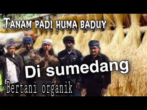 Tanam Padi Huma Baduy Di Sumedang Kang Dody Baduy Kota YouTube