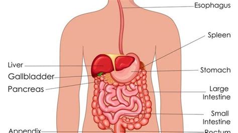 Mengenal Sistem Organ Pencernaan Pada Manusia Dan Fungsinya