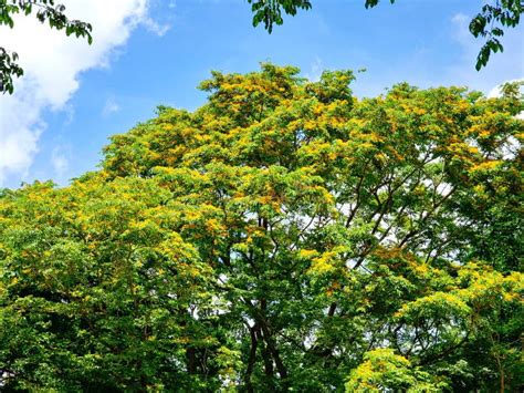 Yellow Narra Tree with Blue Skies Stock Image - Image of yellow, blue ...