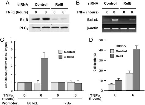 RelA Repression Of RelB Activity Induces Selective Gene Activation