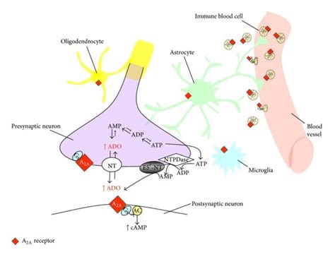 Schematic Drawing Of Adenosine A 2 A Receptor Localization On Different Download Scientific