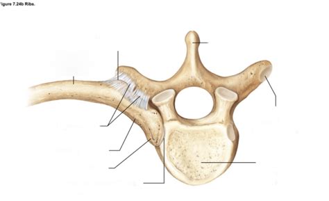 Articulation Between Rib And Thoracic Vertebrae Superior View Diagram Quizlet