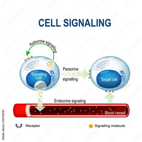 cell signaling. intracrine, autocrine and endocrine signals. Stock Vector | Adobe Stock