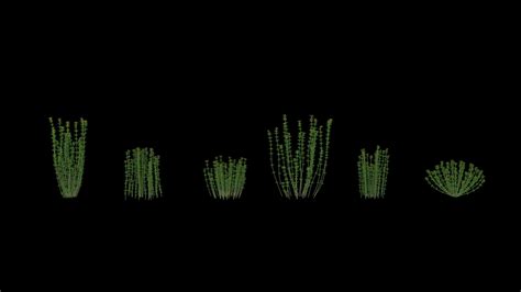 3D model plant shrub - TurboSquid 1661462