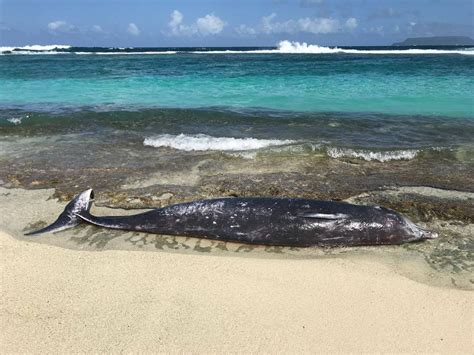 Chouage Des Mammif Res Marins Soleil Excursions