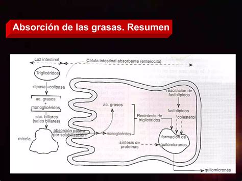 Absorcion Nutrientes Ppt