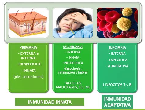 Arriba 46 Imagen Inmunidad Innata Segunda Linea De Defensa Abzlocal Mx