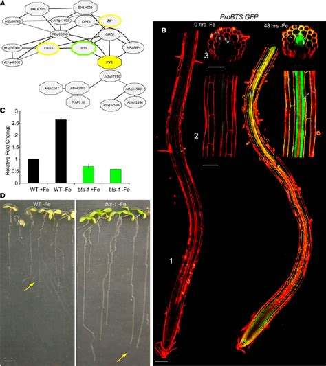 Bts Expression Coregulation And Mutant Analysis Download Scientific