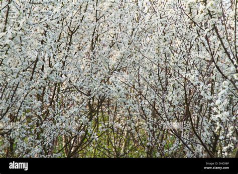 Blackthorn Blossom Prunus Spinosa Stock Photo Alamy