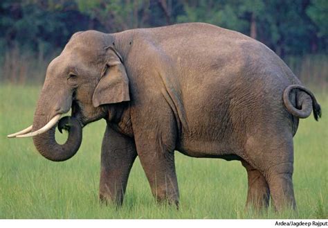 American Heritage Dictionary Entry: ELEPHANT