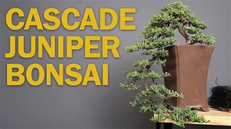 Cascade Bonsai Juniper Refinement And Creating Depth Juniper Bonsai Bonsai Bonsai Tree