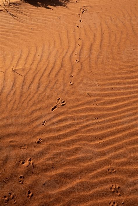 Image Of Animal Tracks In Red Desert Sand Austockphoto