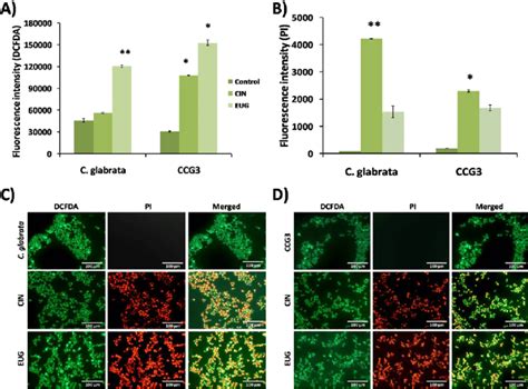 Amount Of Ros Accumulation In Terms Of Fluorescence Intensity Of A