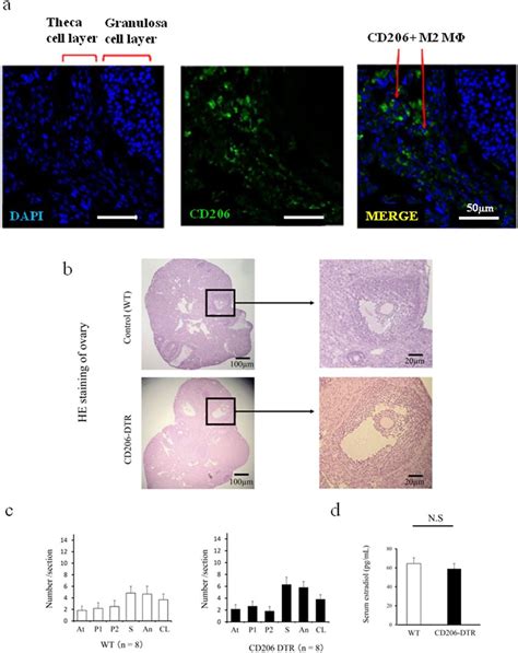 The involvement of CD206 F4 80 M2 like macrophage MΦ in mouse ovary