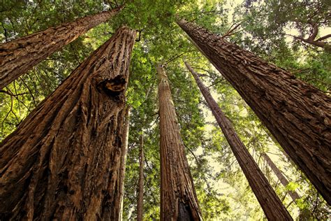 Redwood National Park