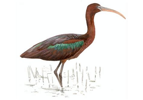 THRESKIORNITHIDAE