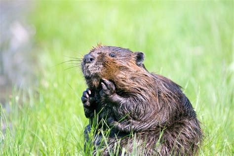Beaver Sac