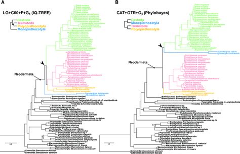 Interrelationships Of Neodermata Phylograms Are Based On 225 Genes