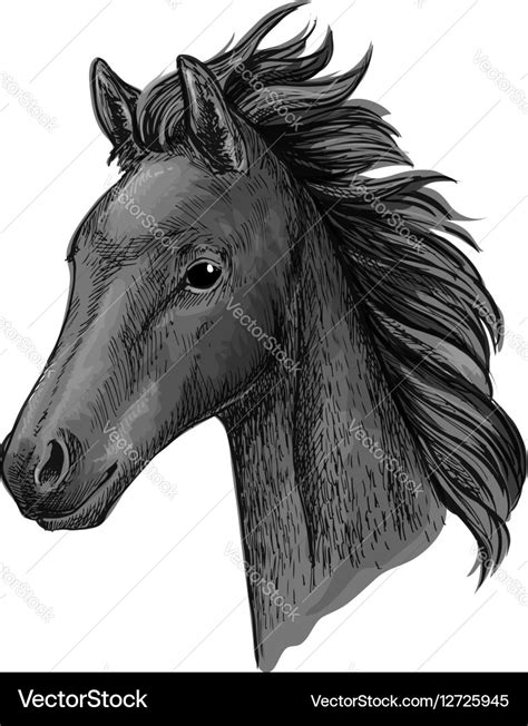 Black Horse Head Paintings