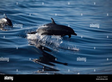 A Pacific Spotted Dolphin Stenella Attenuata Leaps Out Of A Wave Face