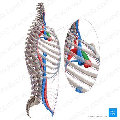 Ascending aorta: anatomy, course and function | Kenhub