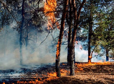 Forest Fire Burned Trees After Forest Fires And Lots Of Smoke Stock