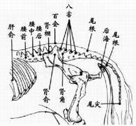 百会穴图册 360百科