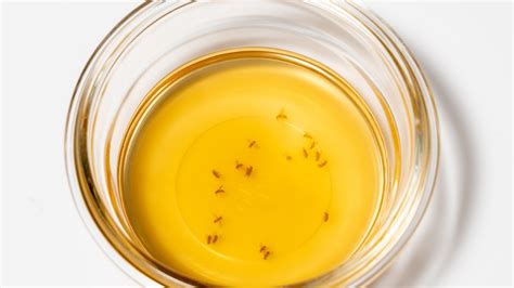 Get Rid Of Gnats Once And For All With White Vinegar