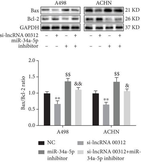 Mir A P Inhibitor Diminished Function Of Inhibiting Lncrna