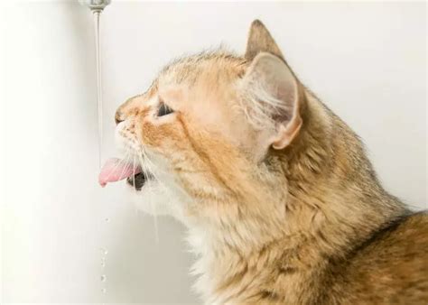 1 Porque Mi Gato Tira El Agua 2023