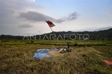 STOK PANGAN AMAN HINGGA AKHIR TAHUN ANTARA Foto