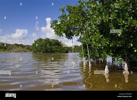 Red Mangrove Tree Prop Roots In Shallow Mud Lake In Back Country Of