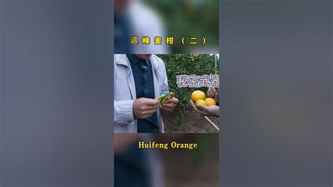 Huifeng Orange如何辨别逥峰蜜柑九分甜？hunan Orange Youtube