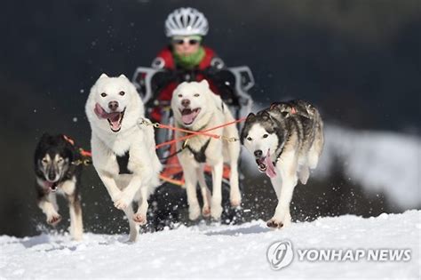 Switzerland Dog Sled Racing