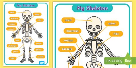 My Skeleton Human Skeleton Labelled Display Poster